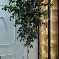 درخت بنجامین