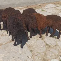 ۹عدد بره ماده مناسب سربریدن و قربانی کردن