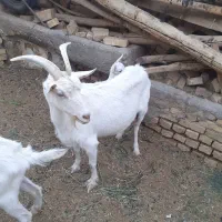 بز سانان ونربز سانان اصل