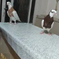 جفت کبوتر طوقی