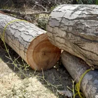 خرید انواع چوب قطع درخت