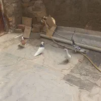 کبوتر