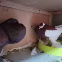 جفت بادکنکی و جفت جوجه پلاکی