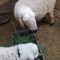 میش وبره
