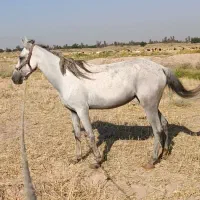 اسب|اسب و تجهیزات اسب‌سواری|اهواز, غیزانیه|دیوار