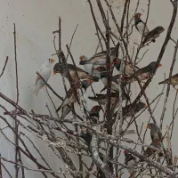 فنچ زبرا