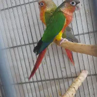 گرینچیک دستی  نرم خور