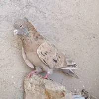 زرد و طوقی و تهرانی