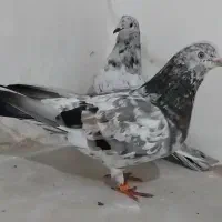 کبوتر سرور دودی