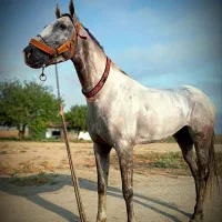 مادیان ترکمن قیمت مالک 600میلیون