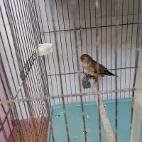سهره قناری ماده