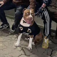 سگ پیتبول برای کشش