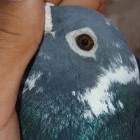 کبوتر
