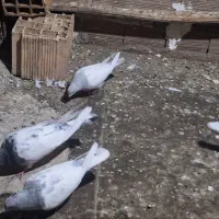 کبوتر