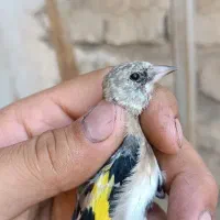 سهره نر