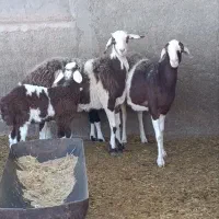 خرید و فروش انواع دام زنده