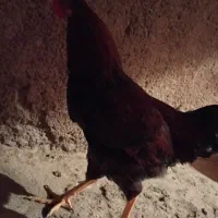 مرغ خروس جوجه