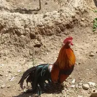 خروس فینیکس...فروش