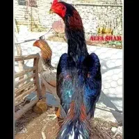 تخم اوشامو نطفه دار و جوجه از این نسل موجوده