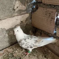 کبوتر پشت هفت رنگ