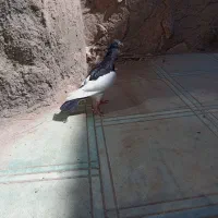 کبوتر یهودی سیاه