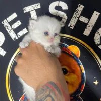 بریتیش سیلور زیبا