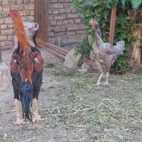 جوجه لاری