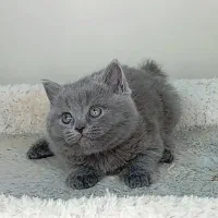 گربه بریتیش بلو