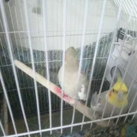 یک جفت عروس هلندی