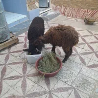 بره|حیوانات مزرعه|اندیمشک, |دیوار