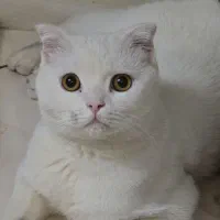پت زیباا سفید صورتی نر