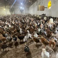 فروش عمده و تک جوجه بالای یکماه گلپایگان گوشتی