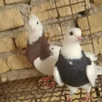 کفتر