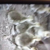 بچه قو غاژ