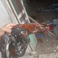 مرغ وخروس گلین