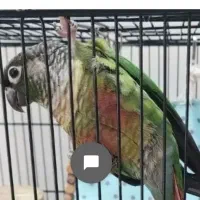 گیرینچیک جفت مست اماده تخم گزاری