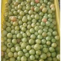 آلوچه شیرین