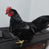 خروس اصیل نژاد مینیاتوری