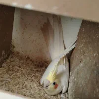 عروس هلندی نر کارداد کاغذی جوانه نر