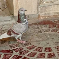 نر خال قدیم خوب