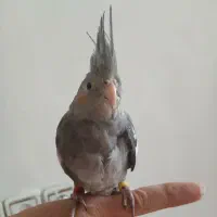 عروس‌هلندی