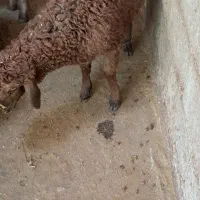 بره