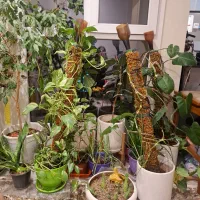 گل پتوس|گل و گیاه طبیعی|تهران, کرمان|دیوار