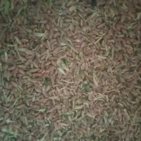 گندم