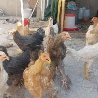 ۴عددخروس ۵عددمرغ