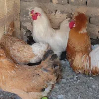 مرغ وخروس پولند و مرغ سلطان و خروس ابریشمی