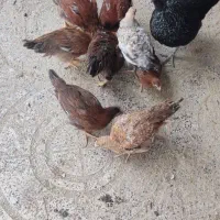 سلام. مرغ کرچ وجوجه ها