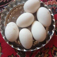 تخم غاز