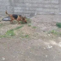 واگذاری سگژرمنگارد