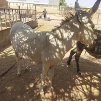 خر ماده